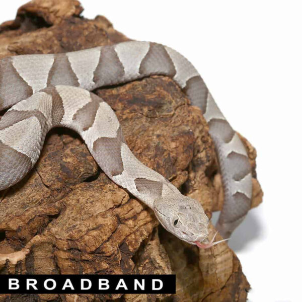 Baby Copperhead Snake - Image 2