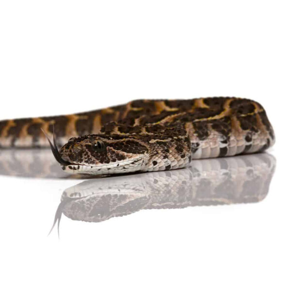 Baby Congo Puff Adder - Image 3