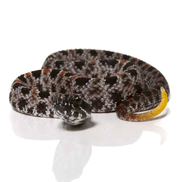 Baby Pygmy Rattlesnake - Image 2