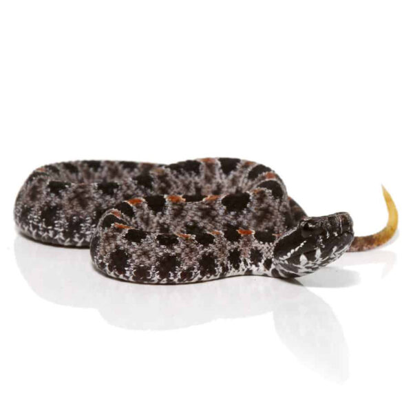 Baby Pygmy Rattlesnake - Image 3