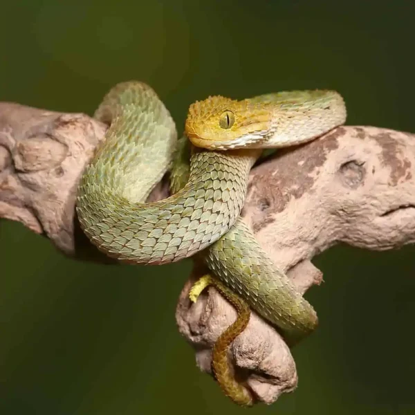 Baby Yellow Headed Squamigera Bush Viper