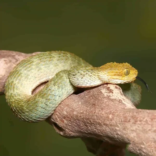 Baby Yellow Headed Squamigera Bush Viper - Image 2