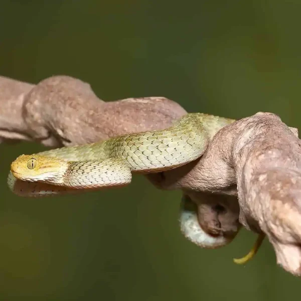 Baby Yellow Headed Squamigera Bush Viper - Image 3