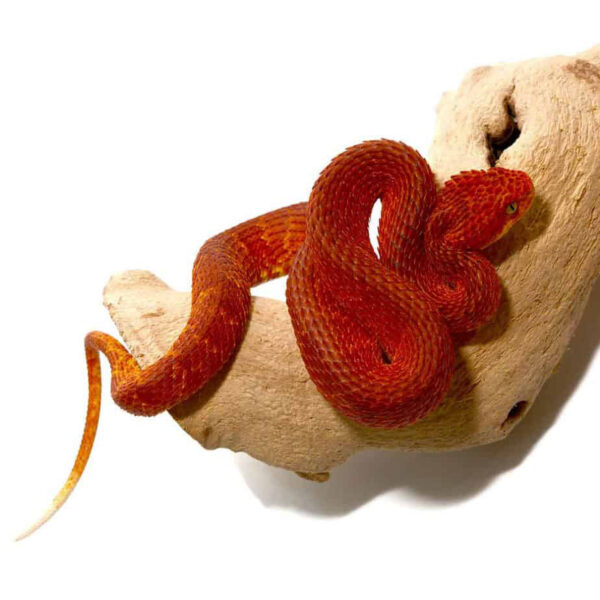 Crimson Red Squamigera Bush Viper