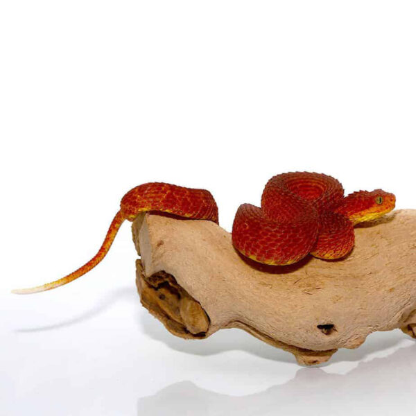 Crimson Red Squamigera Bush Viper - Image 2