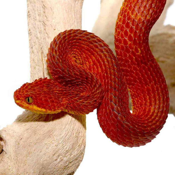 Crimson Red Squamigera Bush Viper - Image 3