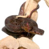 Javan Flat Nose Pit Viper - Image 2