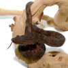 Javan Flat Nose Pit Viper - Image 3
