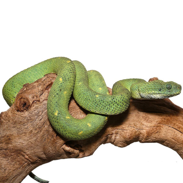 West African Bush Viper