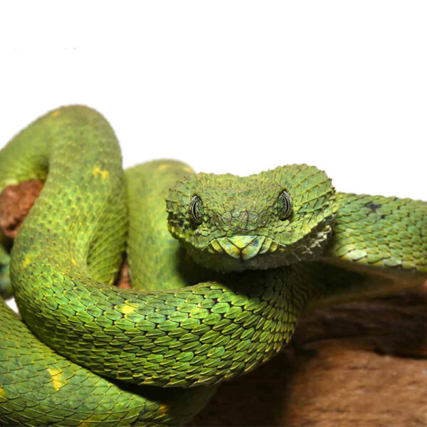 West African Bush Viper - Image 2