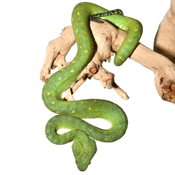 West African Bush Viper - Image 3