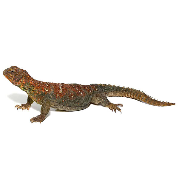 Ocellated Uromastyx - Image 2