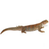 Ocellated Uromastyx - Image 3