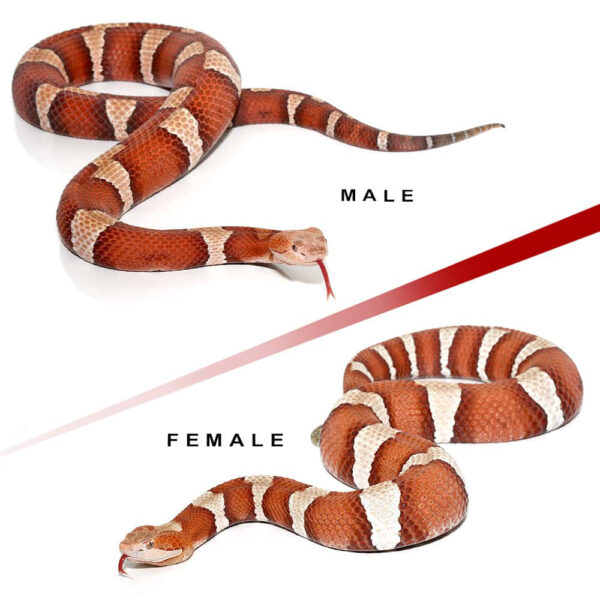 Pair Of High Orange Trans-Pecos Copperhead