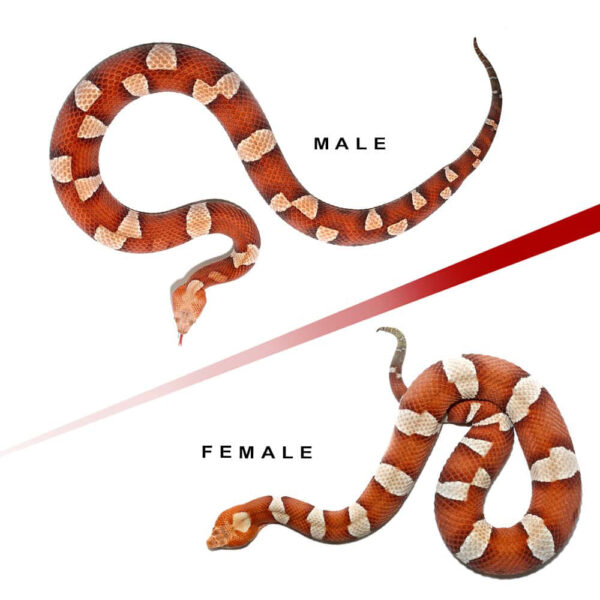 Pair Of High Orange Trans-Pecos Copperhead - Image 2