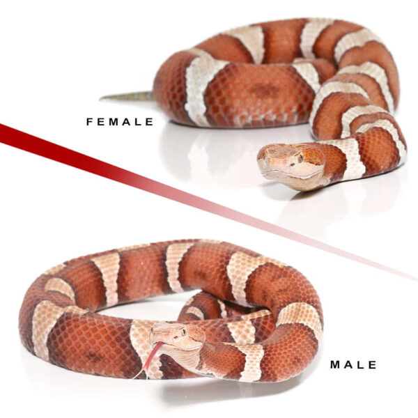 Pair Of High Orange Trans-Pecos Copperhead - Image 3