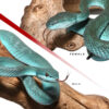 Pair Of Komodo Island Pit Vipers - Image 2