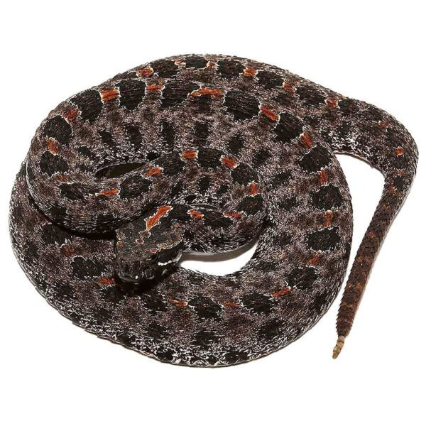 Pygmy Rattlesnake