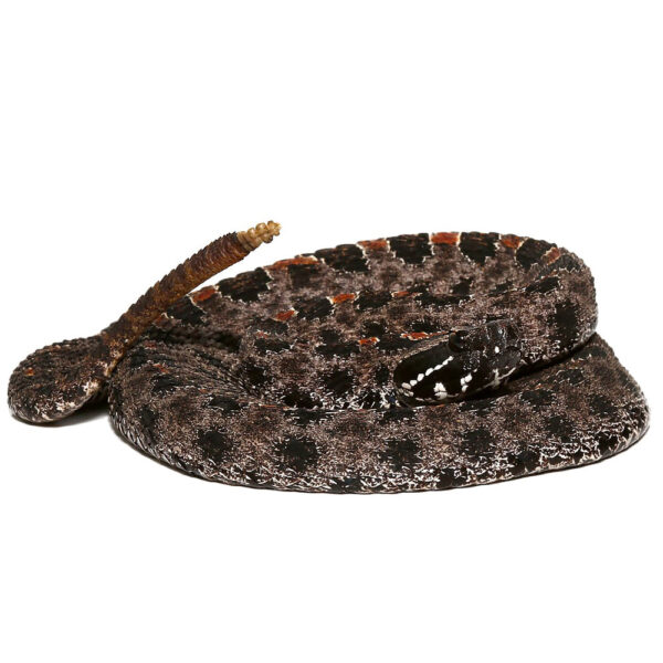 Pygmy Rattlesnake - Image 2