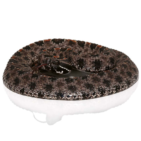 Pygmy Rattlesnake - Image 3