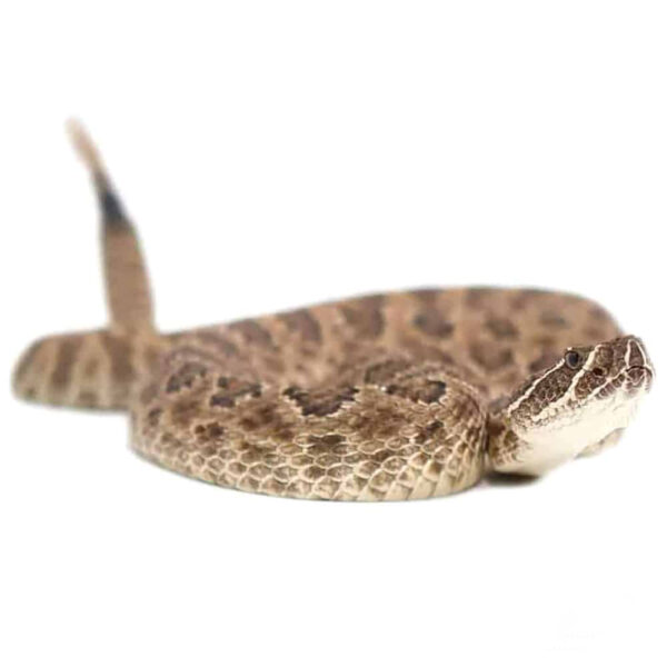 Prairie Rattlesnake - Image 2