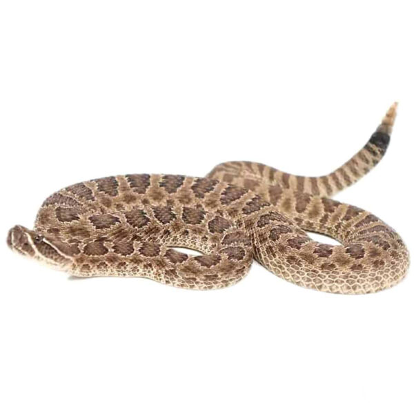 Prairie Rattlesnake - Image 3