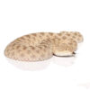 Saharan Sand Viper - Image 2