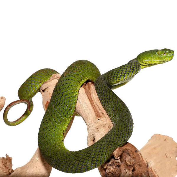 Siamese Peninsula Pit viper - Image 2