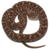 Slender Hognose Pit Viper