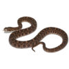 Slender Hognose Pit Viper - Image 2