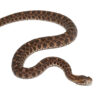 Slender Hognose Pit Viper - Image 3