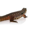 Snowmaker Tegu - Image 2