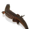 Snowmaker Tegu - Image 3