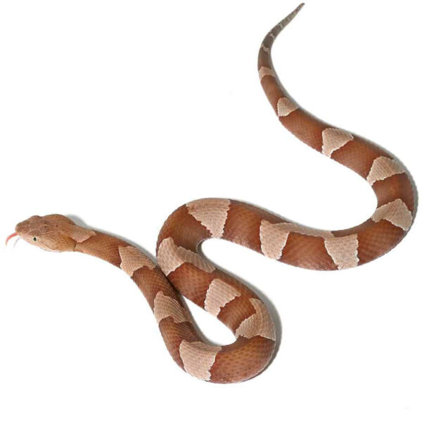 Broad Banded Copperhead Snake