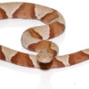 Broad Banded Copperhead Snake - Image 2