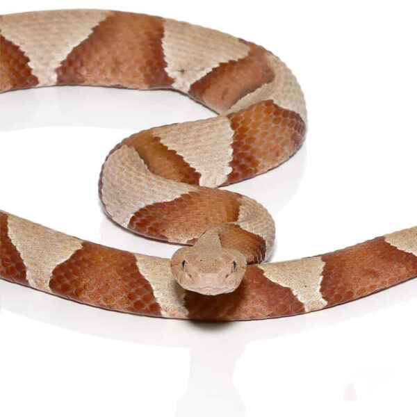 Broad Banded Copperhead Snake - Image 2