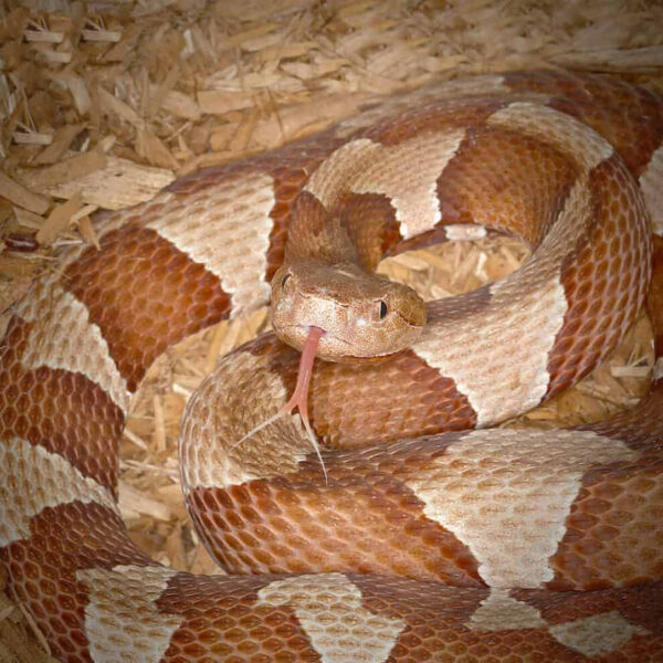 Broad Banded Copperhead Snake - Image 3