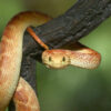 Red And Green Squamigera Bush Viper - Image 2