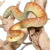 Red And Green Squamigera Bush Viper - Image 3