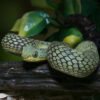 Green Squamigera Bush Viper - Image 2