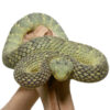 Green Squamigera Bush Viper - Image 3