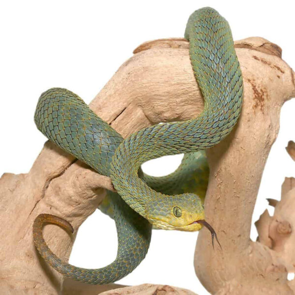 Patternless Green Squamigera Bush Viper - Image 3