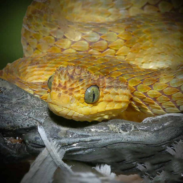 Yellow Orange Squamigera Bush Viper - Image 2