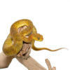 Yellow Orange Squamigera Bush Viper - Image 3