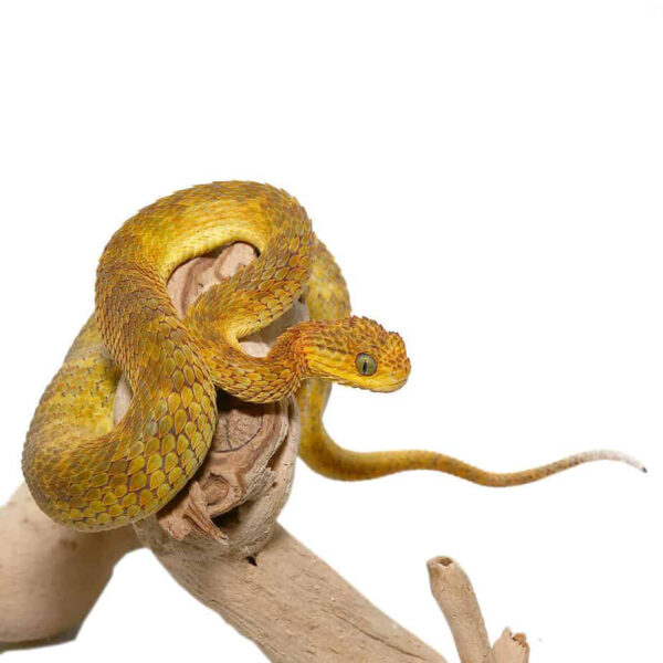 Yellow Orange Squamigera Bush Viper - Image 3