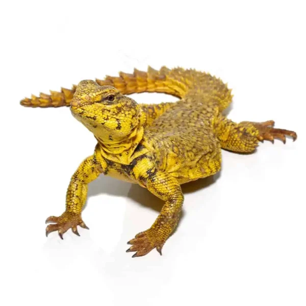 Super Yellow Uromastyx - Image 2