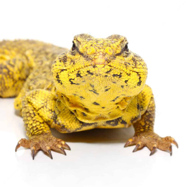 Super Yellow Uromastyx - Image 3