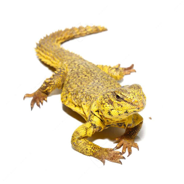 Super Yellow Uromastyx - Image 4