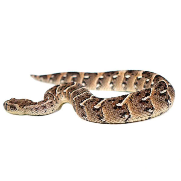 Tanzanian Puff Adder - Image 2