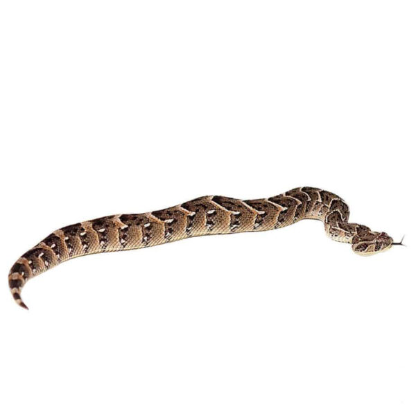 Tanzanian Puff Adder - Image 3